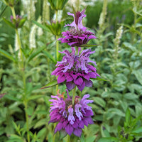 Monarda Hybrida Blumensamen zur Aussaat – ideal Rabatten – Traditionssorte & ohne Gentechnik Samen Hausgarten