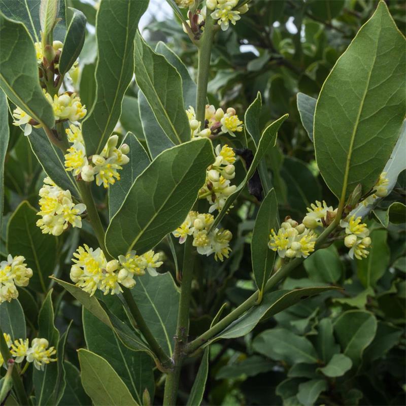 Laurus Nobilis Blumensamen zur Aussaat – sonnenliebend – Traditionssorte & ohne Gentechnik Samen Hausgarten