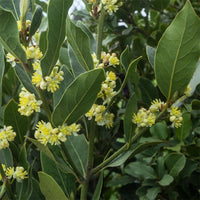 Laurus Nobilis Blumensamen zur Aussaat – sonnenliebend – Traditionssorte & ohne Gentechnik Samen Hausgarten