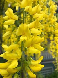 Golden Chain Blumensamen zur Aussaat elegant Garten Blüten