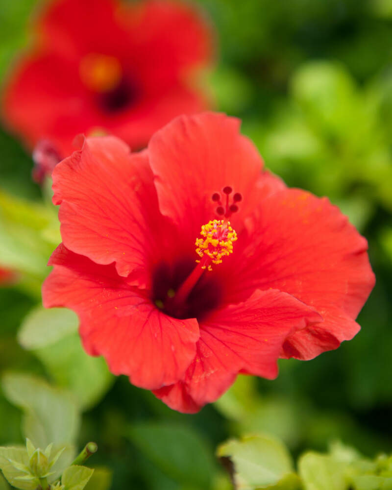 Rot Hibiskus Blumensamen zur Aussaat leuchtend Traditionssorte & ohne Gentechnik Samen Hausgarten