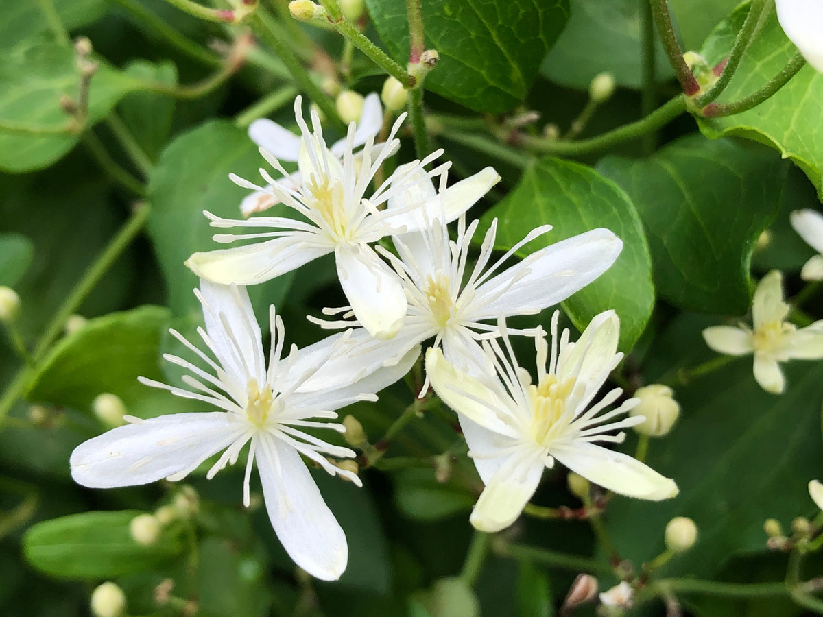 Autumn (autumn clematis) samen for anpflanzung in home garten