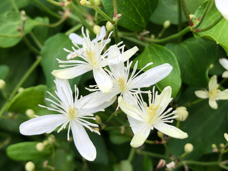 Autumn (autumn clematis) samen for anpflanzung in home garten