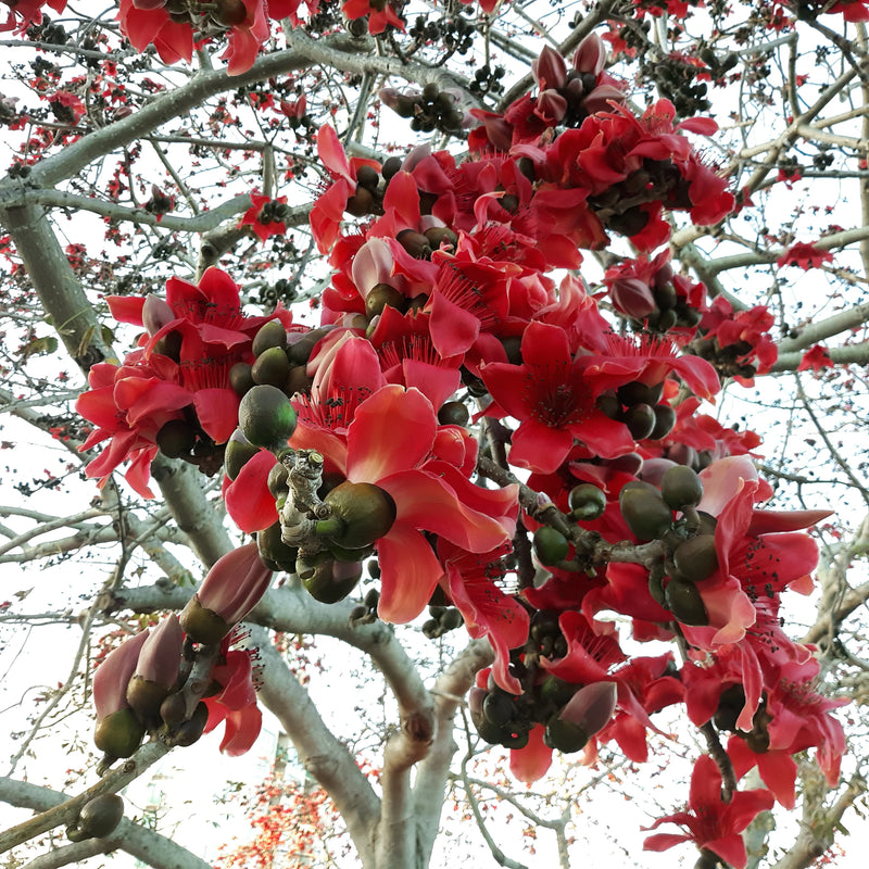 Semi di albero del cotone rosso (Bombax ceiba) – albero tropicale unico dalla fioritura rossa per il paesaggismo