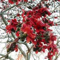 Rot Cotton Baum Samen (Bombax ceiba) – einzigartig – tropisch Rot blühend Baum Landscaping