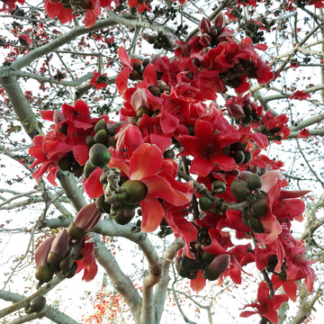 Rot Cotton Baum Samen (Bombax ceiba) – einzigartig – tropisch Rot blühend Baum Landscaping