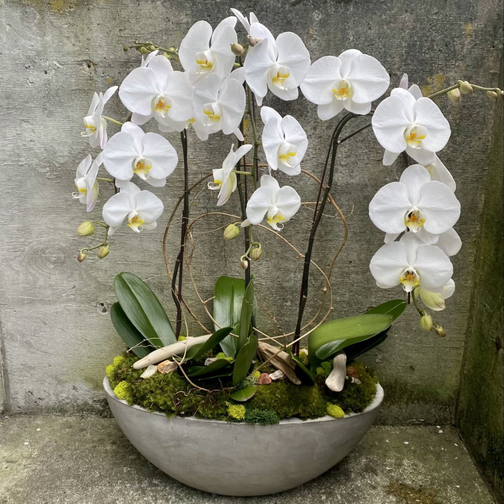 Schmetterlingsorchidee Mischung Blumensamen zur Aussaat Orchidee Sorte