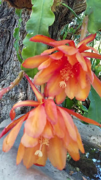 Orange Epiphyllum Blumensamen zur Aussaat ideal Rabatten Traditionssorte & ohne Gentechnik Samen Hausgarten