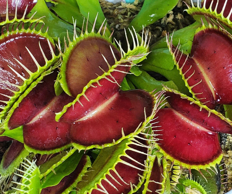 Venusfliegenfallen-Samen zur Aussaat im Hausgarten und Blumenbeet