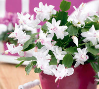 Weiß Weihnachtskaktus Blume Aussaat Graceful für Innenräume Decor – Samen Gorgeous Blüten Throughout the Year