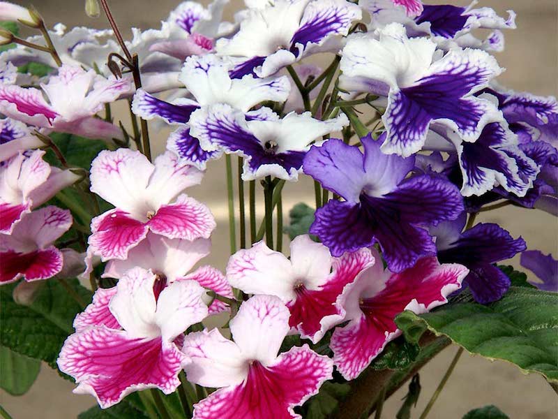 Streptocarpus Blumensamen zur Aussaat Anzucht Traditionssorte & ohne Gentechnik Samen Hausgarten