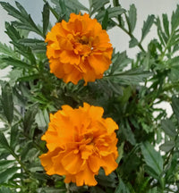 Gemischt Studentenblume Blumensamen zur Aussaat Wildblume Mischung Traditionssorte & ohne Gentechnik Samen Hausgarten