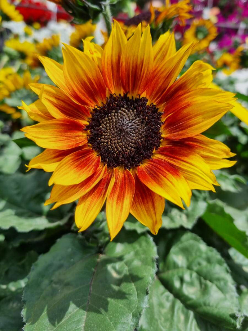 Traditionssorte Burst Sonnenblume Samen zur Aussaat Drought verträglich Traditionssorte & ohne Gentechnik Samen Hausgarten