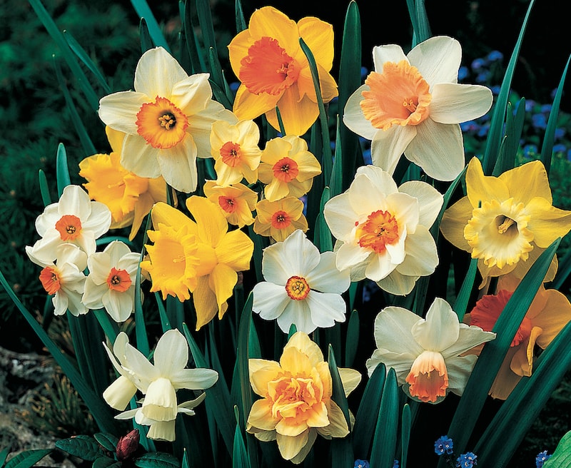 Gemischt gefüllt Narzisse Blumensamen zur Aussaat leuchtend Blüten Traditionssorte & ohne Gentechnik Samen Hausgarten