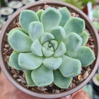 Echeveria Blumensamen zur Aussaat sonnenliebend Traditionssorte & ohne Gentechnik Samen Hausgarten