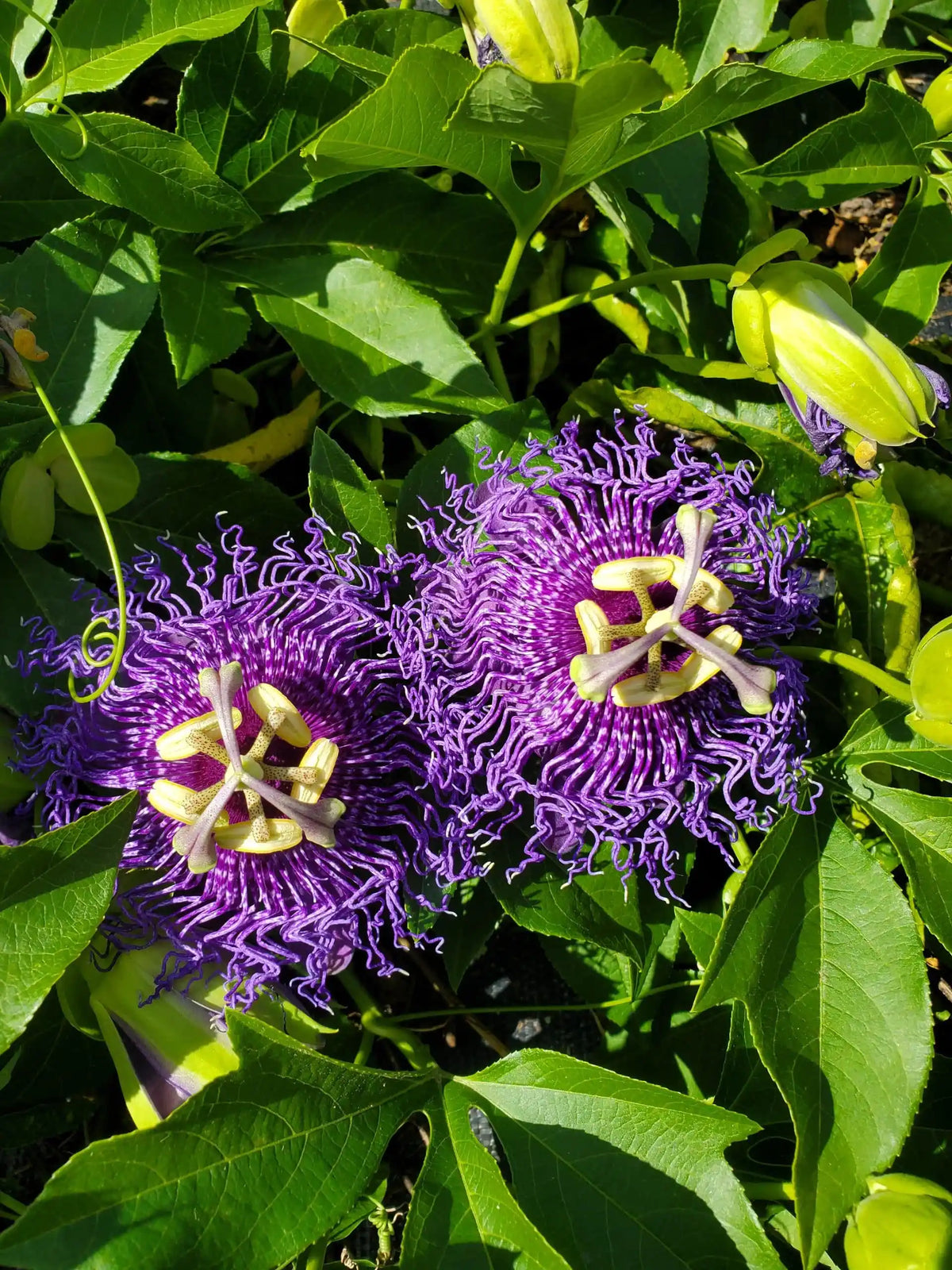 Passion (passion blume) samen for anpflanzung in home garten