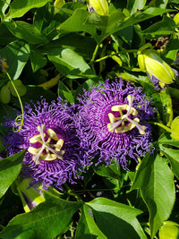 Passion (passion blume) samen for anpflanzung in home garten