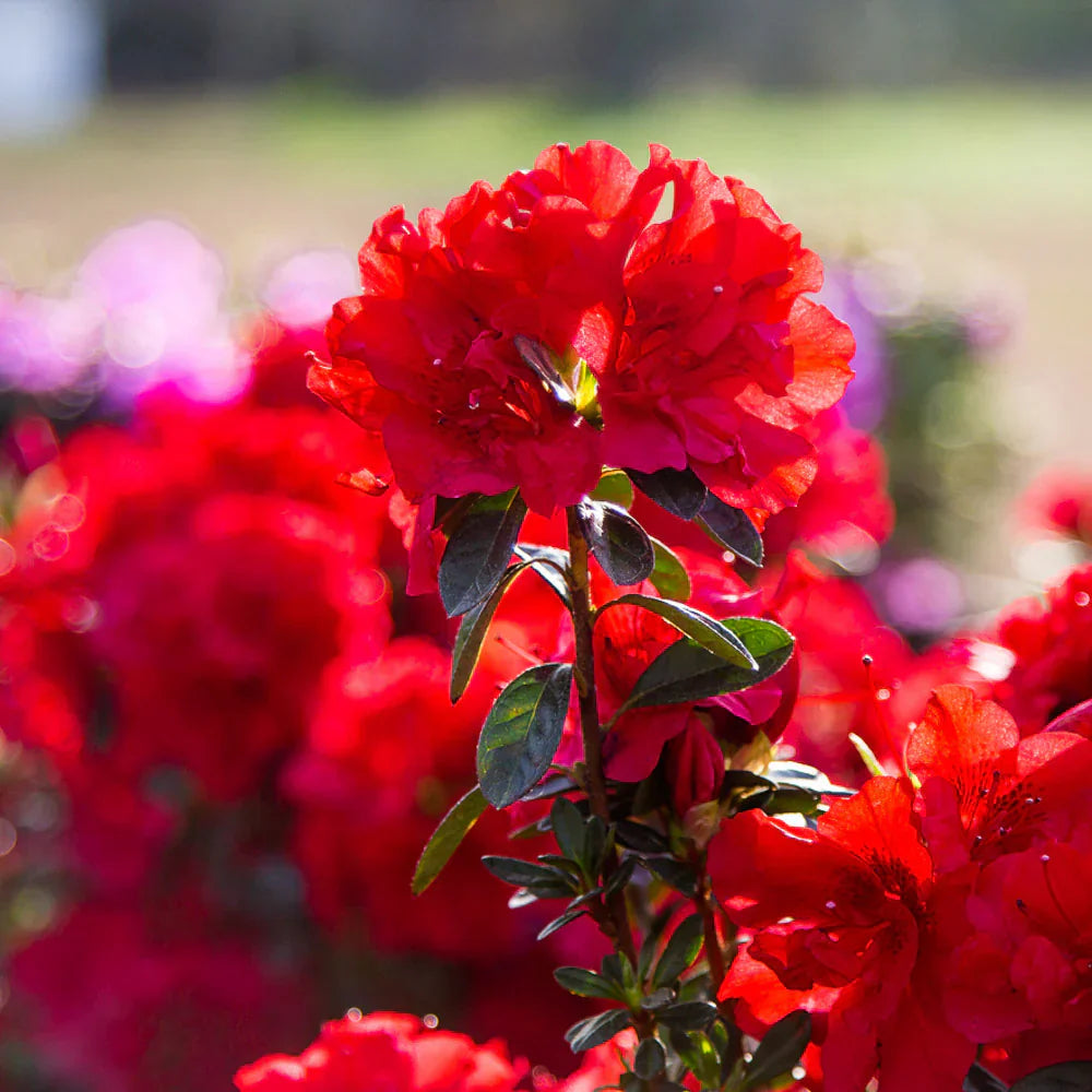 Premium rot azalea samen for anpflanzung blume