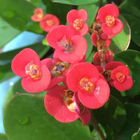 Euphorbia Blumensamen zur Aussaat pflegeleicht Traditionssorte & ohne Gentechnik Samen Hausgarten