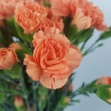 Orange Rot Nelke Blumensamen zur Aussaat Landhaus Garten wichtig Traditionssorte & ohne Gentechnik Samen Hausgarten