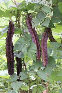Winged Bean Planting Gemüsesamen  Seed for High-Yielding