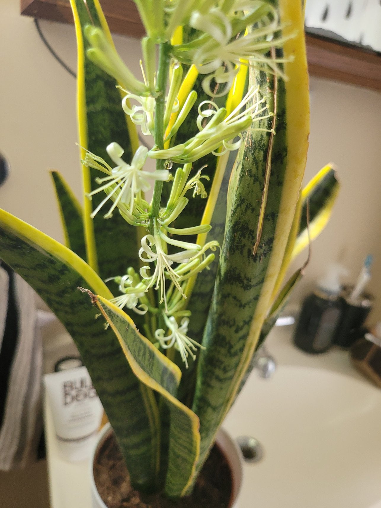 Sansevieria Blumensamen zur Aussaat – sonnenliebend – Traditionssorte & ohne Gentechnik Samen Hausgarten