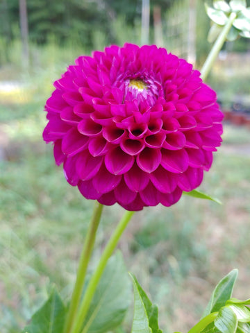Dahlie Rosa Blumensamen zur Aussaat leuchtend Blüten für Ihren Garten