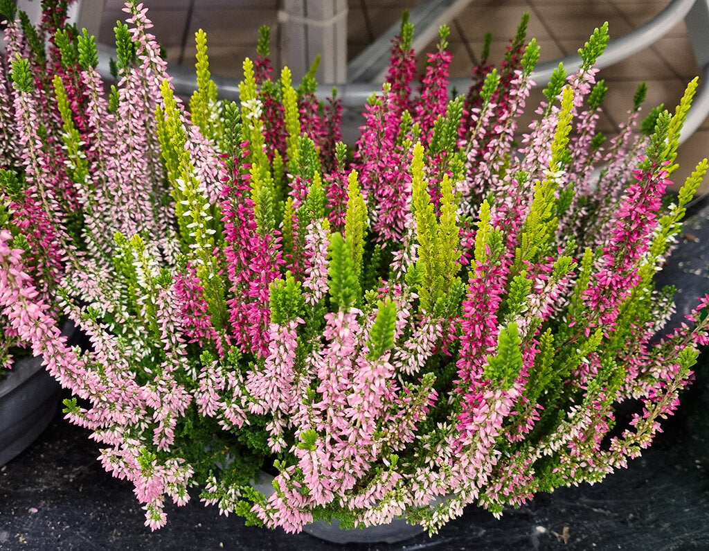 Violett Calluna Blumensamen zur Aussaat – Drought verträglich – Traditionssorte & ohne Gentechnik Samen Hausgarten
