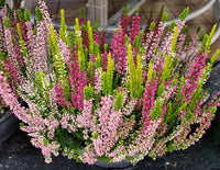 Violett Calluna Blumensamen zur Aussaat – Drought verträglich – Traditionssorte & ohne Gentechnik Samen Hausgarten