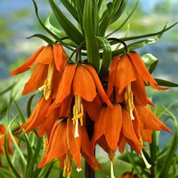 Fritillaria Imperialis Blumensamen Orange Blumensamen zur Aussaat – Anzucht – Traditionssorte & ohne Gentechnik Samen Hausgarten