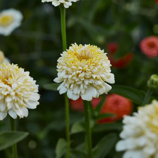 Weiß Gelb Zinnie Blumensamen zur Aussaat Schnitt Blume beliebt Traditionssorte & ohne Gentechnik Samen Hausgarten