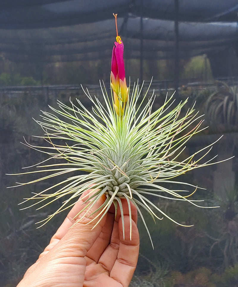 Tillandsia Fuchsii Blumensamen zur Aussaat – Bestäuber freundlich – Traditionssorte & ohne Gentechnik Samen Hausgarten