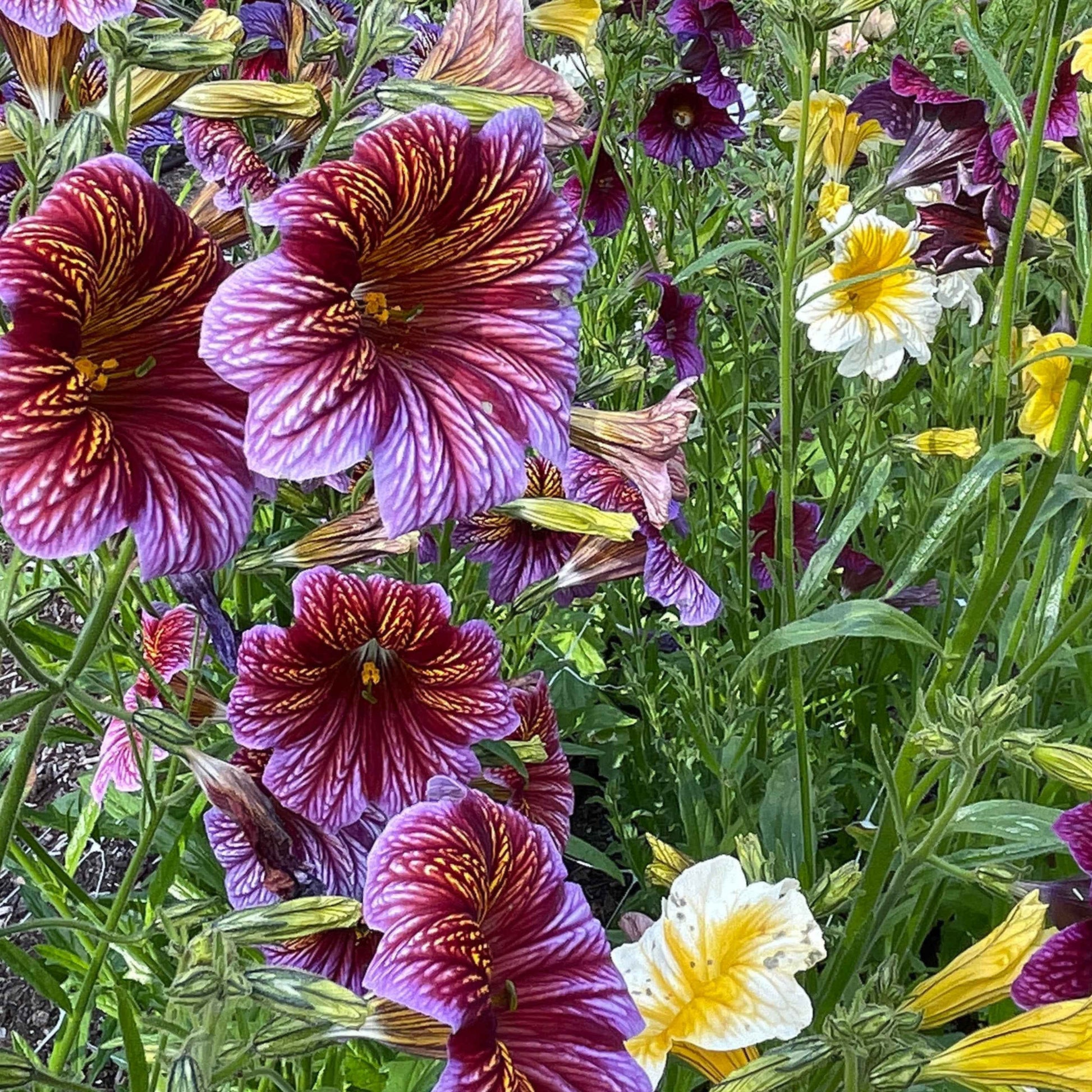 Lila Salpiglossis Blumensamen zur Aussaat – Garten beliebt – Traditionssorte & ohne Gentechnik Samen Hausgarten