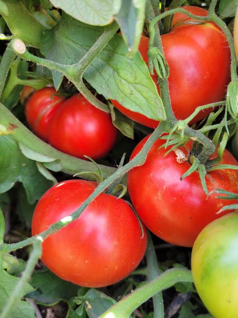 Tomatensamen der Sorte Super Fantastic für die Anpflanzung im Garten