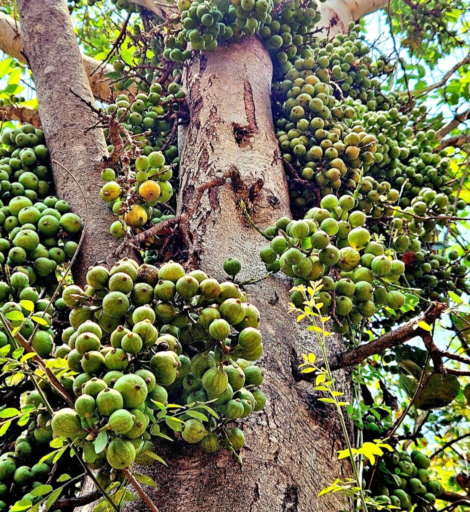 Feigen Frucht samen für einfaches Anpflanzen