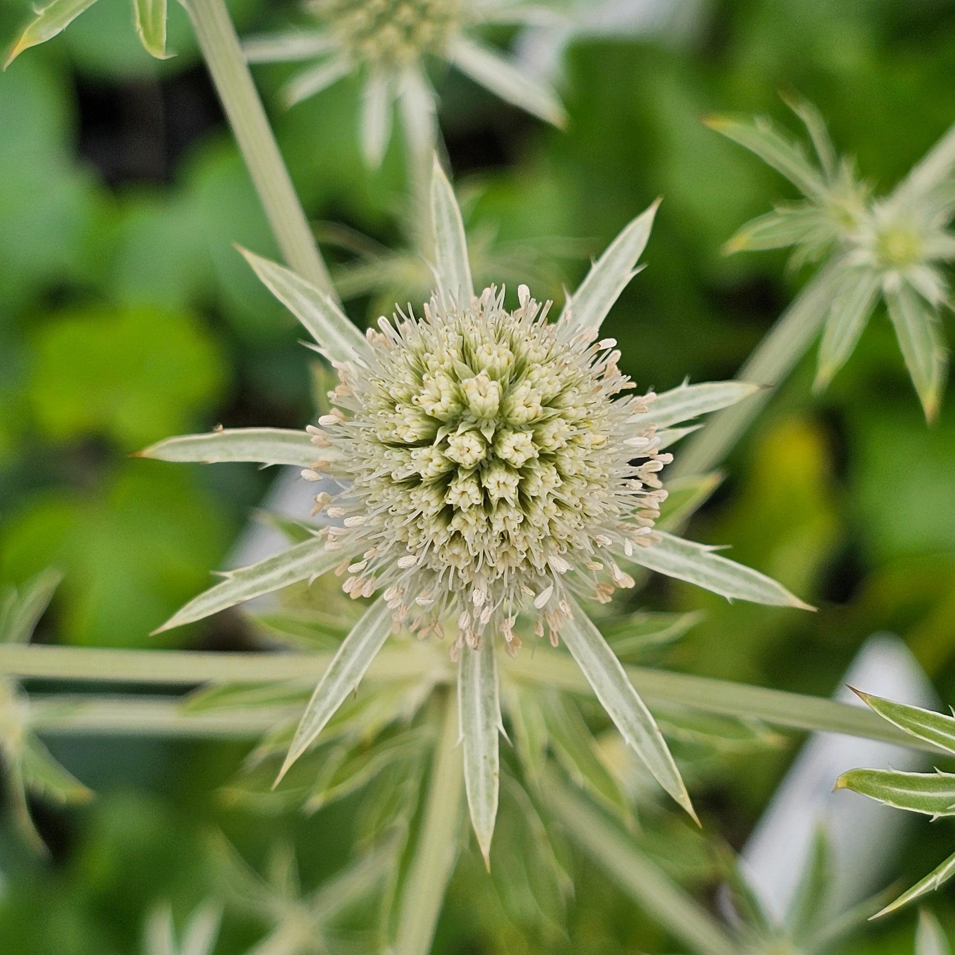 Weiß Eryginum Blumensamen Aussaat