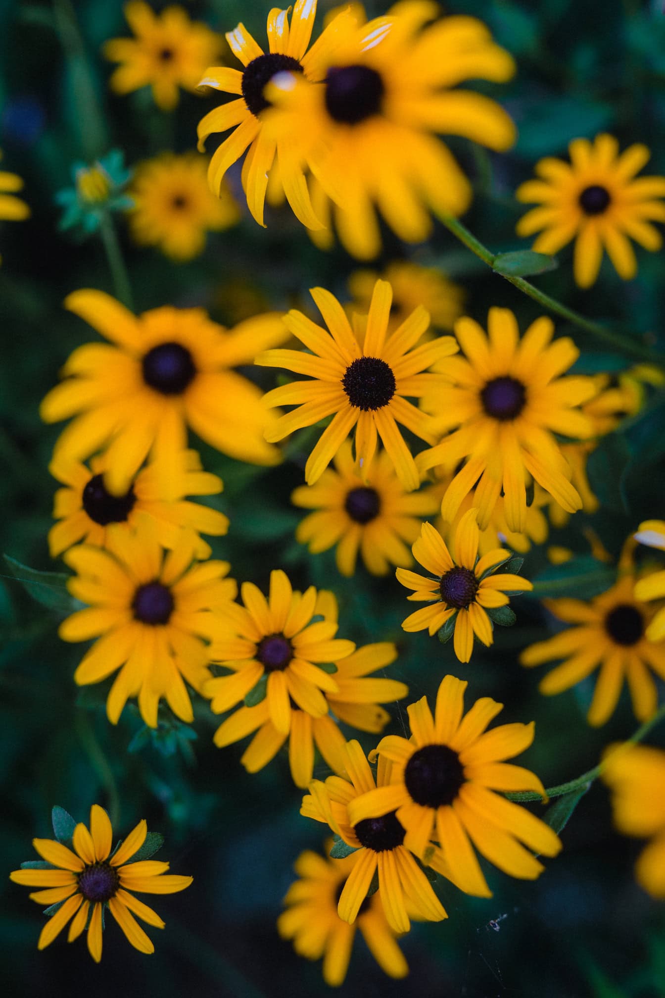 Gelb Schwarz-Eyed Susan Samen zur Aussaat – leuchtend Garten Blüten