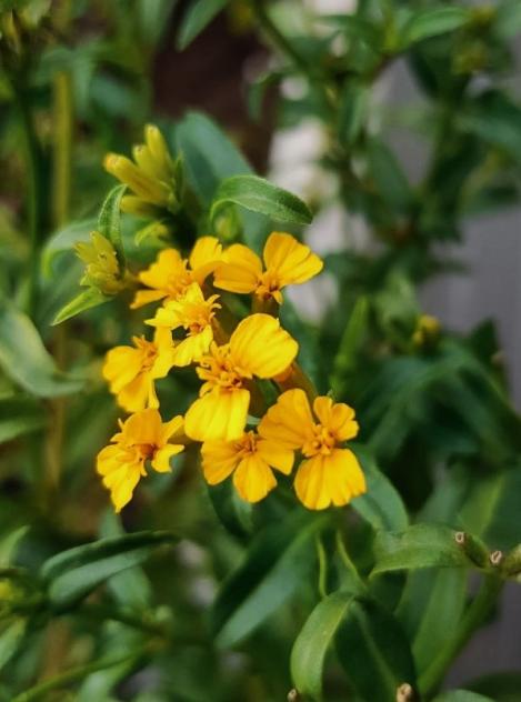 Estragon Blumensamen zur Aussaat – Garten beliebt – Traditionssorte & ohne Gentechnik Samen Hausgarten