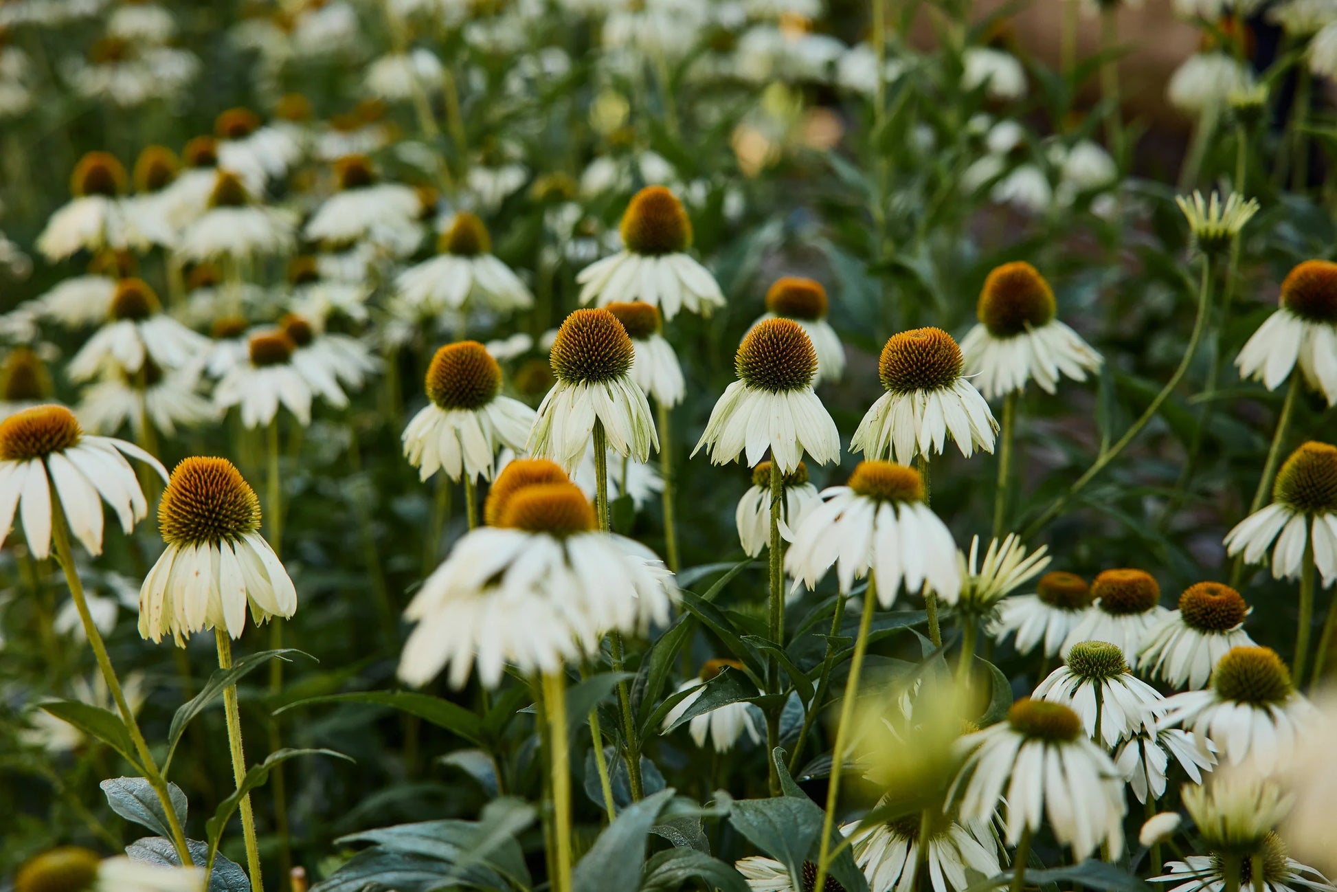 Weiß Echinacea Blumensamen zur Aussaat leuchtend Traditionssorte & ohne Gentechnik Samen Hausgarten