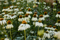 Weiß Echinacea Blumensamen zur Aussaat leuchtend Traditionssorte & ohne Gentechnik Samen Hausgarten