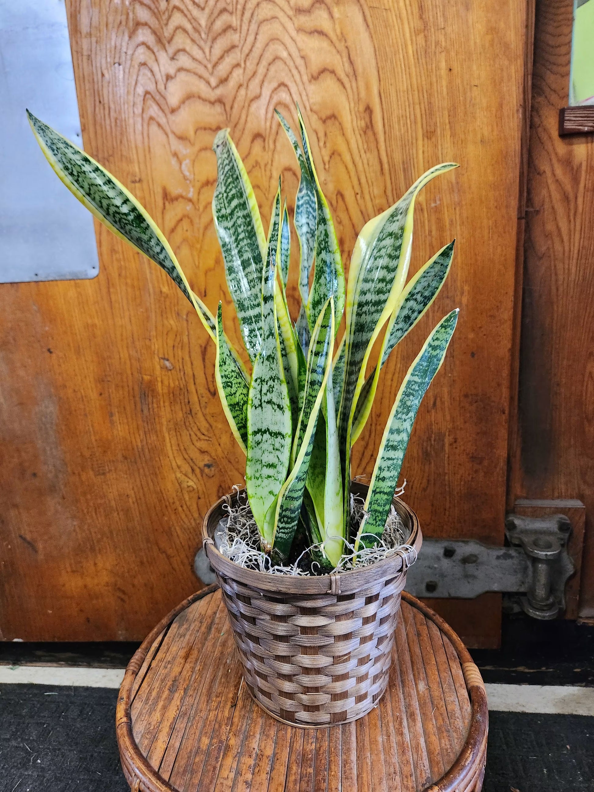 Sansevieria Blumensamen zur Aussaat – sonnenliebend – Traditionssorte & ohne Gentechnik Samen Hausgarten