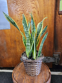 Sansevieria Blumensamen zur Aussaat – sonnenliebend – Traditionssorte & ohne Gentechnik Samen Hausgarten