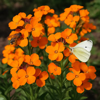 Orange Immergrün Blumensamen zur Aussaat – Bestäuber freundlich – Traditionssorte & ohne Gentechnik Samen Hausgarten