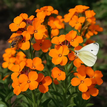Orange Immergrün Blumensamen zur Aussaat – Bestäuber freundlich – Traditionssorte & ohne Gentechnik Samen Hausgarten