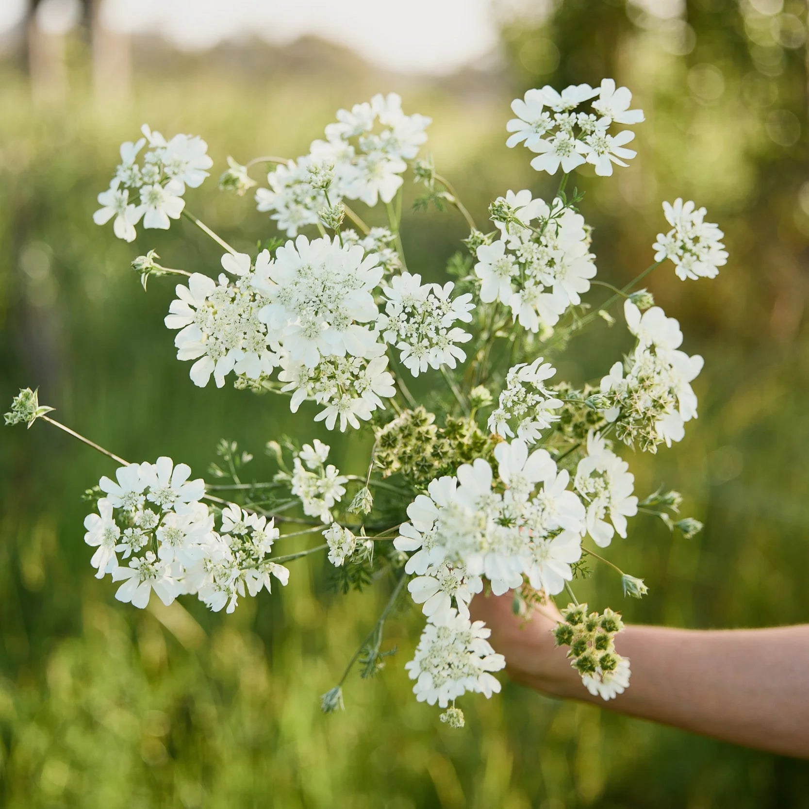 Orlaya Blumensamen zur Aussaat – saisonal Dauerblüher – Traditionssorte & ohne Gentechnik Samen Hausgarten