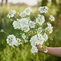 Orlaya Blumensamen zur Aussaat – saisonal Dauerblüher – Traditionssorte & ohne Gentechnik Samen Hausgarten