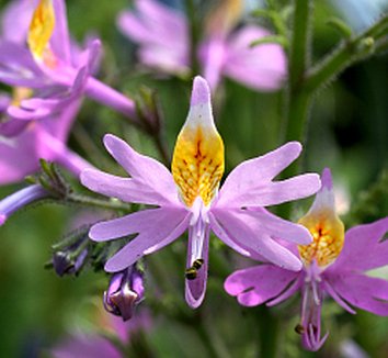 Schizanthus Tinkerbell Blumensamen zur Aussaat sonnenliebend Traditionssorte & ohne Gentechnik Samen Hausgarten