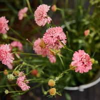 Rosa Scabiosa Blumensamen zur Aussaat – duftend Blüten – Traditionssorte & ohne Gentechnik Samen Hausgarten