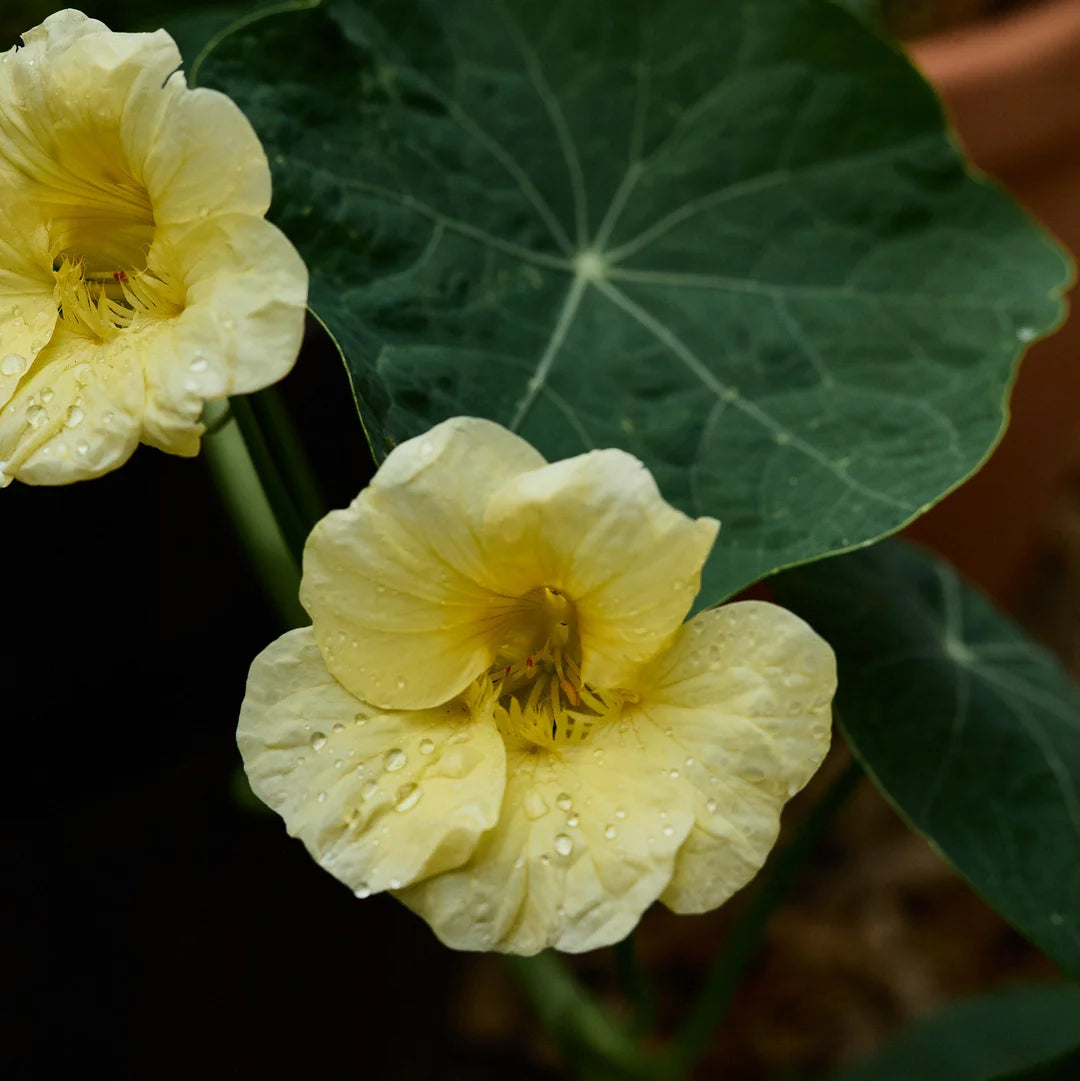Gelb Weiß Milkmaid Blumensamen zur Aussaat – duftend Blüten – Traditionssorte & ohne Gentechnik Samen Hausgarten