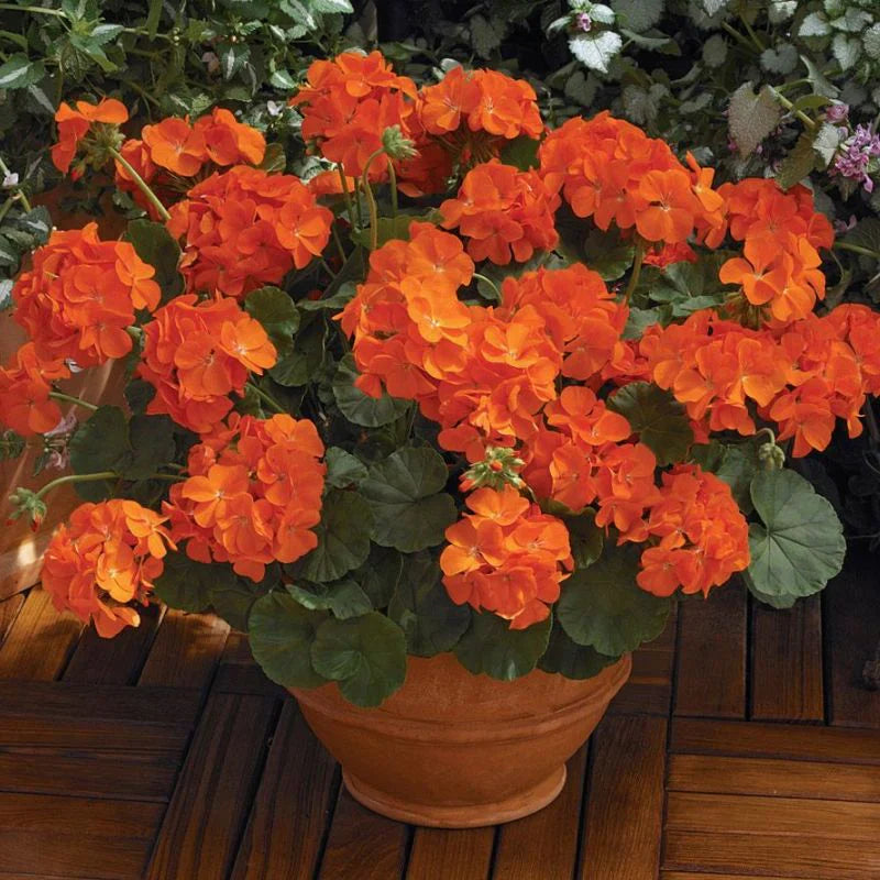 hell Orange Geranie mehrjährig Blumensamen zur Aussaat kompakt Wuchs Traditionssorte & ohne Gentechnik Samen Hausgarten